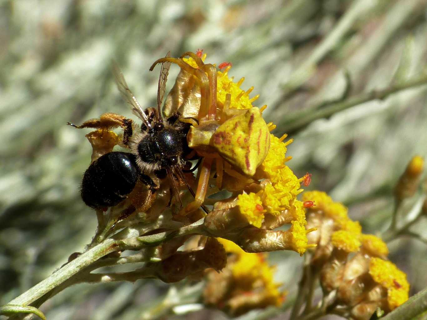 Thomisus onustus con Andrena sp. - S. Teresa G. (OT)